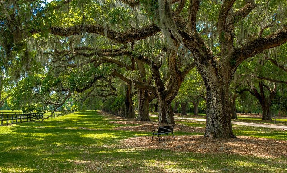 Boone Hall Plantation | Shutterbug